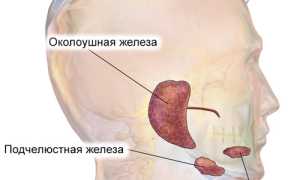 Слюнные железы: где находятся, топография, значение и строение