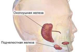 Слюнные железы: где находятся, топография, значение и строение