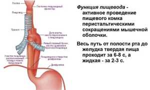 Пищевод человека: анатомические и физиологические особенности, строение и топография. Основные функции и фото