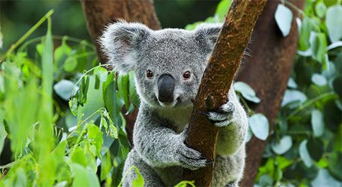 коала