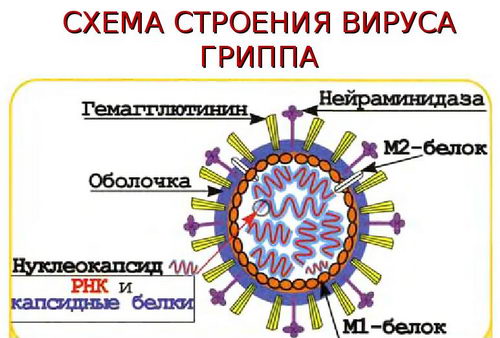 Строение вируса гриппа