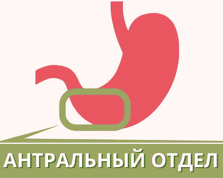 Антральный отдел желудка